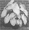Caladium%20%20x%20%20hortulanum%20%27Garden%20White%27