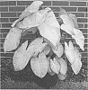 Caladium%20%20x%20%20hortulanum%20%27Garden%20White%27