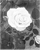 Rosa%20Floribunda%20%27MORabundant%27