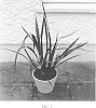 Phormium%20cookianum%20%27FIT01%27
