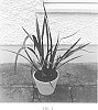 Phormium%20cookianum%20%27FIT01%27