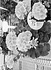 Pelargonium%20hortorum%20%28L.%29%20L%27%20Herit.%20ex%20Ait%20%27Amri%20Sal09%27