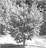 Camellia%20sasanqua%20%27Green%2099-012%27