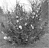 Camellia%20sasanqua%20%27Green%2094-010%27