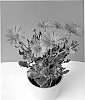 Osteospermum%20ecklonis%20%27SUNOST0802%27