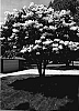 Syringa%20reticulata%20%27Bailnce%27