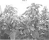 Rubus%20idaeus%20%27GRANDEUR%27