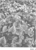 Brunnera%20macrophylla%20%27Emerald%20Mist%27