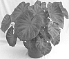 Caladium%20x%20hortulanum%20%27Firecracker%20Red%27