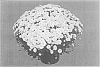 Chrysanthemum%20x%20morifolium%20%27Zanmugoldru%27