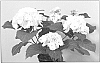 Hydrangea%20macrophylla%20%27Magical%20Emerald%27