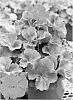 Pelargonium%20Interspecific%20%27Cope%20Scarfir%27