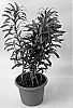 Dracaena%20reflexa%20lam.%20%27Song%20of%20Costa%20Rica%27