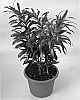 Dracaena%20reflexa%20lam.%20%27Song%20of%20La%20Tigra%27