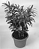 Dracaena%20reflexa%20lam.%20%27Song%20of%20La%20Tigra%27