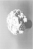 Chrysanthemum%20x%20morifolium%20%27Zanmustarbu%27