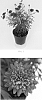 Argyranthemum%20frutescens%20%27Bonmadmerlo%27