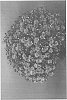 Chrysanthemum%20x%20morifolium%20%27Zanmusunset%27