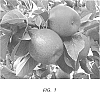 Malus%20domestica%20Borkh.%20%27Scilate%27