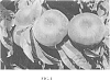 Prunus%20persica%20%27FLATPRINCESSE%27