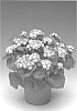 Ageratum%20houstonianum%20%27Agadeft%27