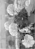 Pelargonium%20hortorum%20%27Clip%20Salcon%27