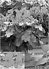 Pelargonium%20sp.%20%27Cante%20Fir09%27