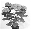 Hydrangea%20macrophylla%20%27Magical%20Opal%27
