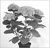 Hydrangea%20macrophylla%20%27Magical%20Opal%27