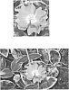Vinca%20minor%20%27Parvin%27