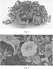 Calibrachoa%20sp.%20%27SAKCAL094%27
