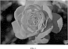 Rosa%20hybrida%20%27BAIsuhe%27