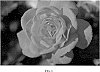 Rosa%20hybrida%20%27BAIsuhe%27