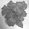 Calathea%20musaica%20%27PP0005%27