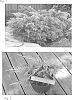 Juniperus%20chinensis%20%27Nedsyelo%27