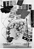 Vitis%20vinifera%20%27Sugrathirtyfive%27