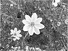 Bidens%20ferulifolium%20%27Sumbid%2005%27