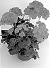 Pelargonium%20x%20hortorum%20%27Penton%27