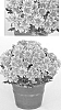 Chrysanthemum%20x%20morifolium%20%27Orange%20Yochatham%27