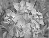 Euphorbia%20griffithii%20%27Autumn%20Sunset%27