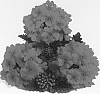 Verbena%20hybrida%20%27Duempstraw%27