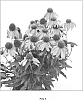 Echinacea%20purpurea%20%27Mistral%27