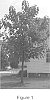 Paulownia%20%27Anagenesis%20Trifolia%27