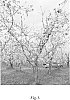 Prunus%20avium%20L.%20%27RR2a%27