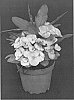 Euphorbia%20milii%20%27PP0006%27