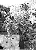 Penstemon%20hartwegii%20benth%20%27Peni%20Pina09%27