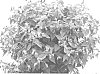 Torenia%20sp.%20%27DANLOV191%27