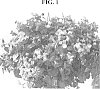 Torenia%20sp.%20%27DANLOV196%27