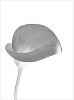 Zantedeschia%20spp.%20%27Rosa%20BLZ%27