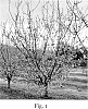 Prunus%20armeniaca%20%27SC2%27